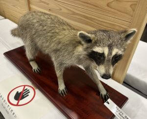 アライグマはくせい